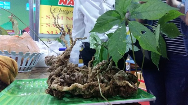 Ngoc Linh ginseng gets expanded GI recognition hinh anh 1