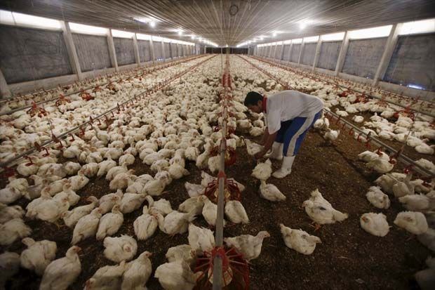 Indonesia works to prevent bird flu spreading from Malaysia hinh anh 1