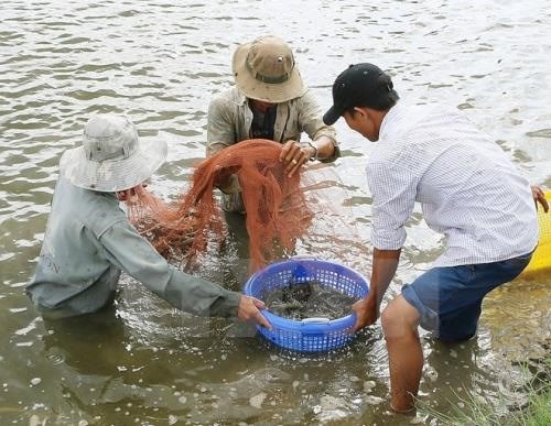 Tra Vinh takes measures to protect shrimps from disease hinh anh 1