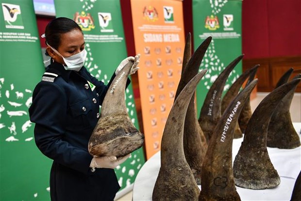 Malaysia seizes rhino horns worth 12 million USD hinh anh 1