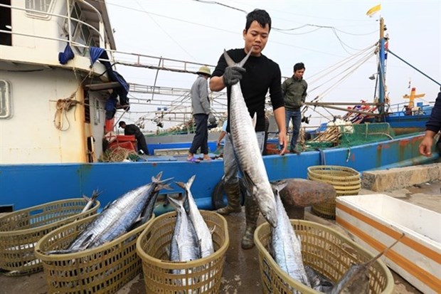 Seafood exports face problems ahead due to EC’s IUU fishing warning hinh anh 1