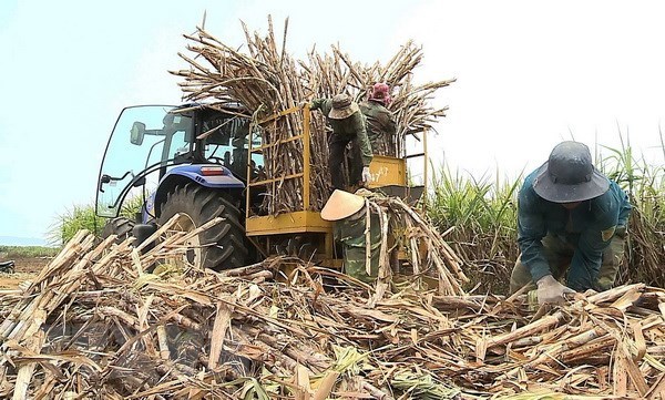 Vietnam to auction sugar import quotas for 94,000 tonnes hinh anh 1