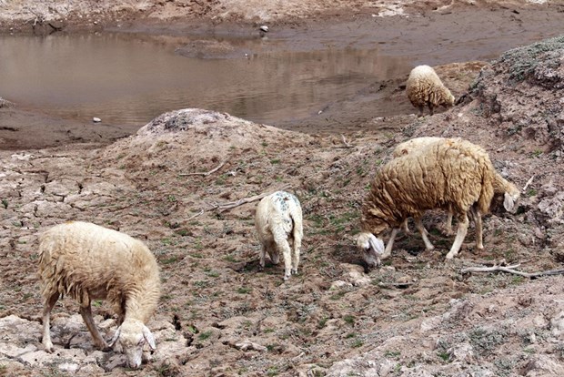 Workshop talks goat, sheep farming amid climate change hinh anh 1