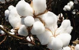 Vietnam’s cotton imports surpass 2 billion USD during Jan-Aug hinh anh 1