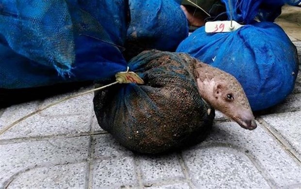 Illegal pangolin keepers caught in Quang Ninh hinh anh 1