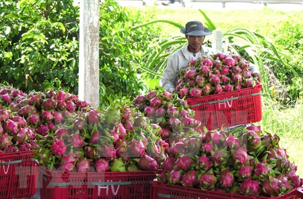 Binh Thuan promotes dragon fruits in India hinh anh 1