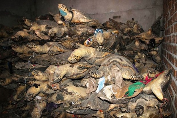 Vietnam continues urgent action for wildlife crime prevention hinh anh 1