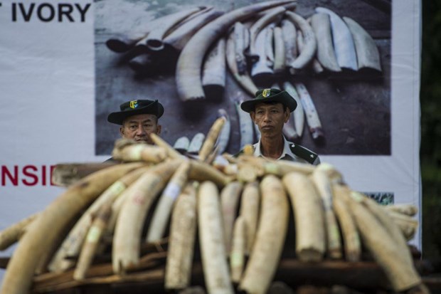 Myanmar destroys 1.3 million USD worth of trafficked wildlife parts hinh anh 1