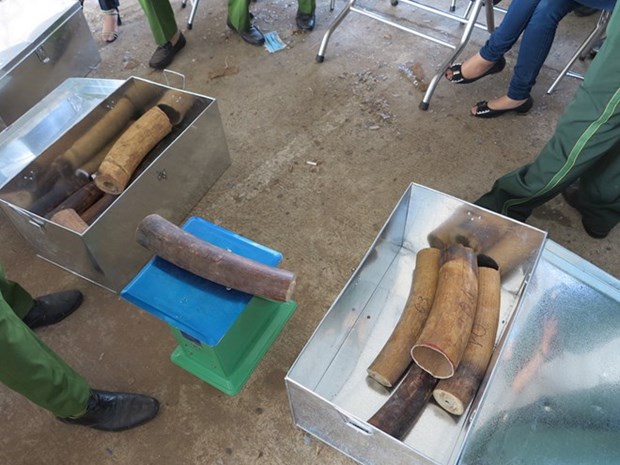 Ivory, pangolin scales seized in Da Nang hinh anh 1