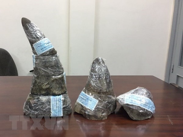 34kg of rhino horns seized at Noi Bai airport hinh anh 1