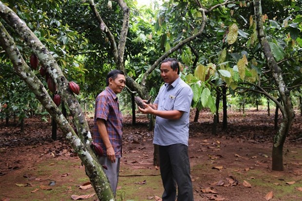 Farmers earn high profits from organic cocoa cultivation hinh anh 1