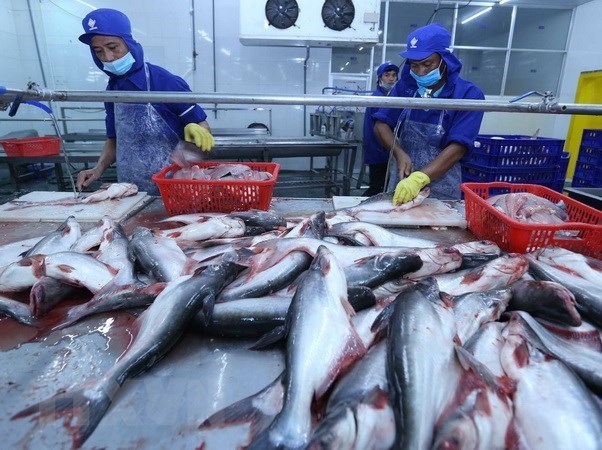 Tra fish exports likely to hit 2.1 billion USD this year hinh anh 1