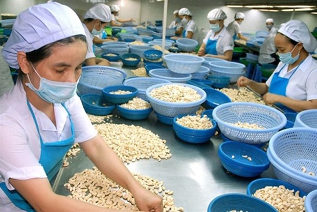 Vietnam to import 300,000 tonnes of raw cashew hinh anh 1
