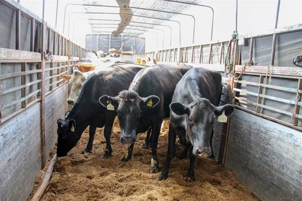 Vinamilk imports 200 more dairy cows hinh anh 1