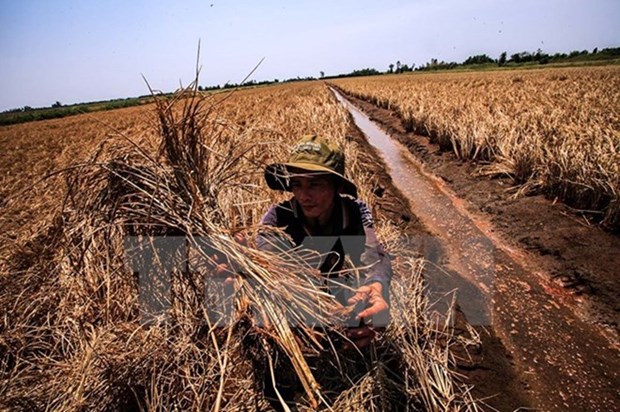 Agricultural sector takes actions against drought hinh anh 1