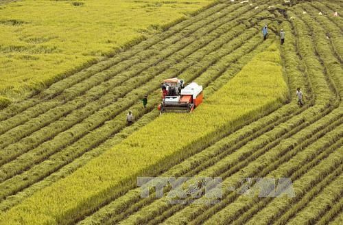 Hau Giang, RoK firms work to promote high-tech agriculture hinh anh 1