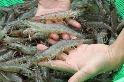Vietnam has opportunities to boost white-leg shrimp exports to EU hinh anh 1