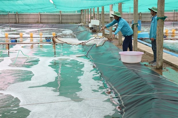 Ben Tre aims to increase aquaculture area to 50,000ha hinh anh 1