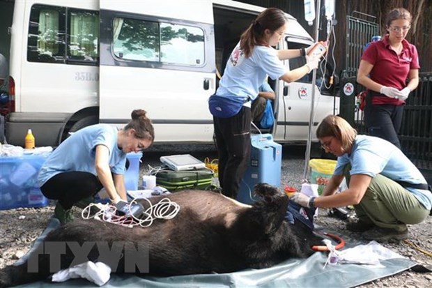 More captive bear sent to sanctuary hinh anh 1
