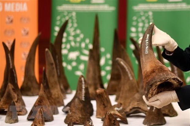 Conservation organisations urge more penalties for wildlife crime hinh anh 1