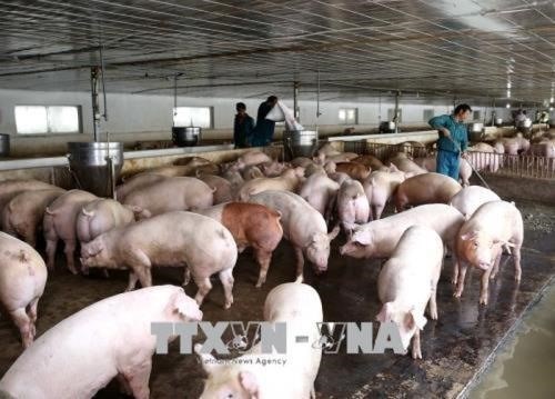 Ministry takes steps to prevent entry of African Swine Flu hinh anh 1