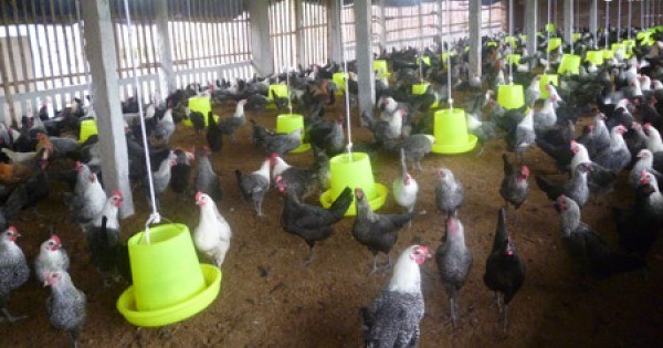No new cases of H5N1 bird flu in humans reported since 2014 hinh anh 1