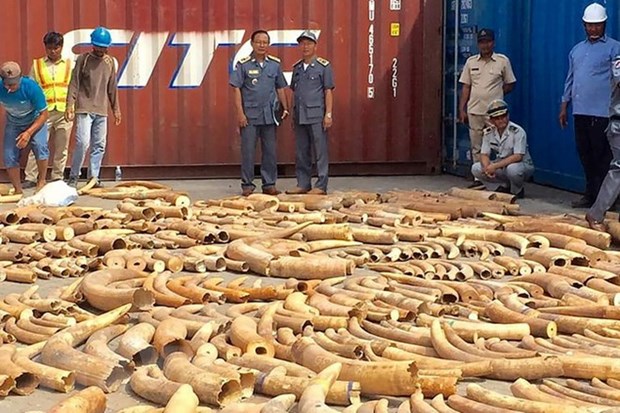 Cambodia seizes over 3.2 tonnes of ivory hinh anh 1