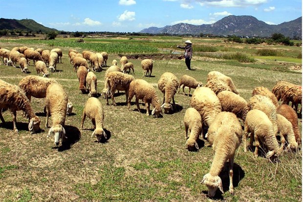 Drought threatens farmers in south-central region hinh anh 1