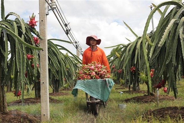 Agricultural sector speeds up restructuring, growth model reform hinh anh 1