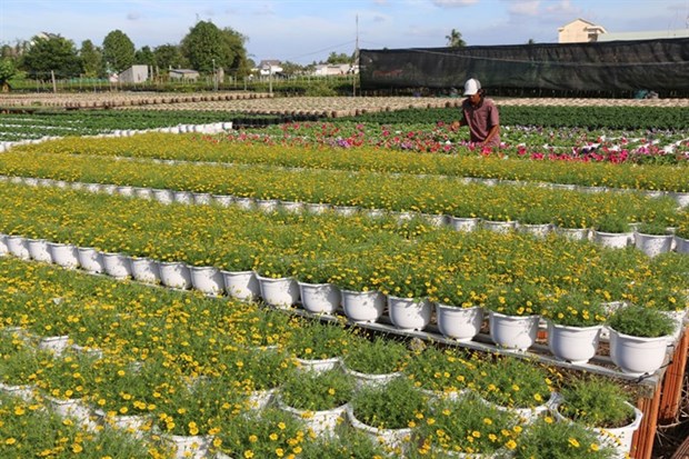 Ornamental flower farmers gain different crops this Tet hinh anh 1