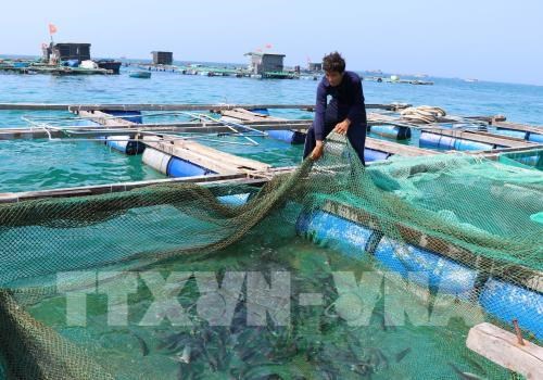 Aquaculture sector looks to sustainable development hinh anh 1