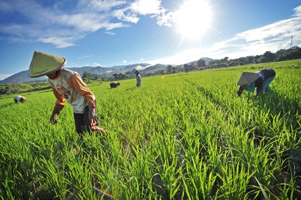 Indonesia works to improve rice irrigation hinh anh 1
