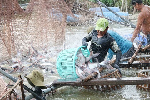 Pangasius firms fishing for markets hinh anh 1