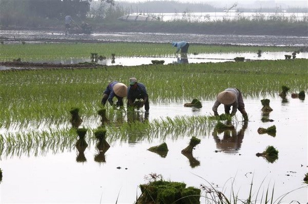 Under half of northern, midland paddy fields have enough water for new crops hinh anh 1