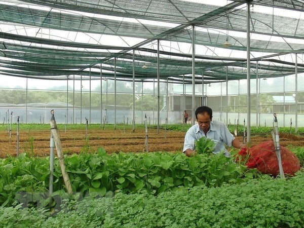 Vietnam targets to attract 100,000 agricultural businesses hinh anh 1