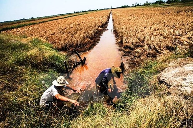 Saline intrusion threatens Mekong Delta hinh anh 1
