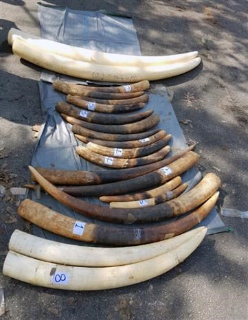 Hai Phong seizes 1.4 tonnes of pangolin scales, 100kg of tusks hinh anh 1