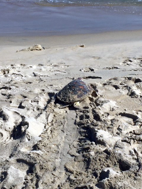 Rare sea turtle sent back to ocean hinh anh 1