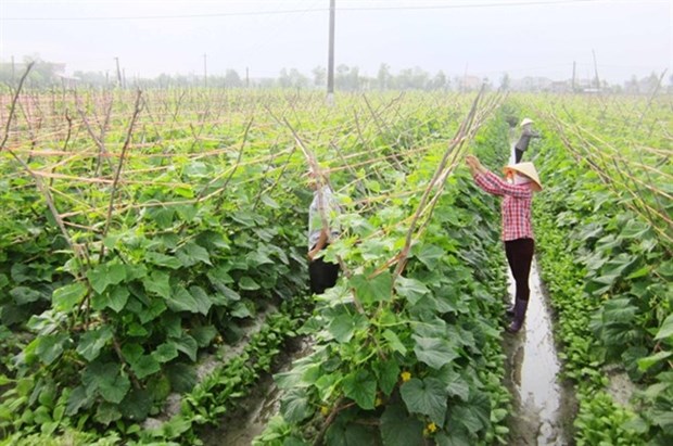 VietGAP certificates given to 81,500 hectares of crops hinh anh 1