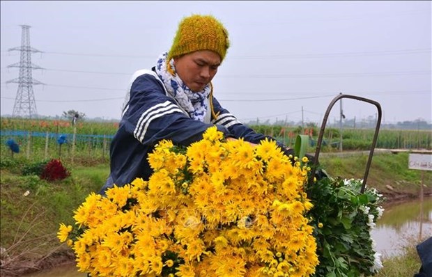 Largest flower village in Nam Dinh in full bloom for Lunar New Year hinh anh 1