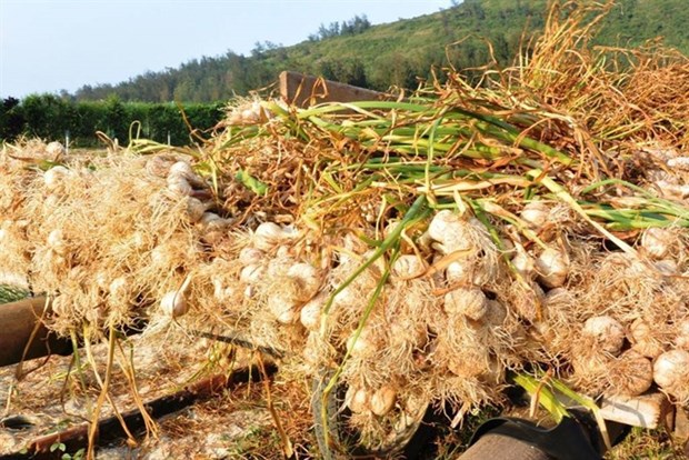 ‘Kingdom of Garlic’ faces challenges as prices fall hinh anh 1