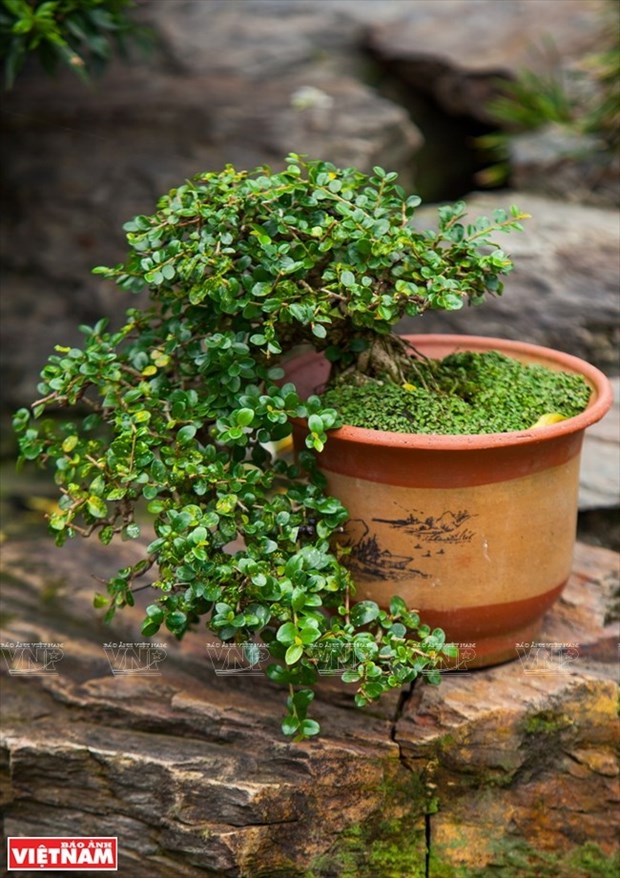 Bonsai captures vitality of nature hinh anh 1