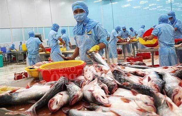 Tra fish exports target 2.4 billion USD hinh anh 1