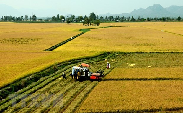 Bac Lieu to continue expanding large-scale rice fields hinh anh 1