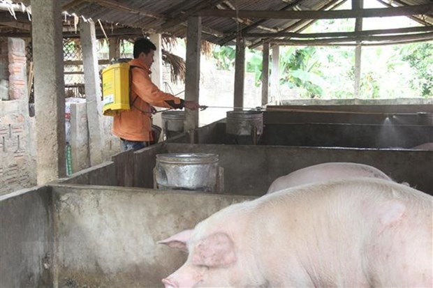 Foot-and-mouth disease reported in 19 localities hinh anh 1