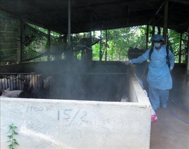 Vietnam on alert for possible outbreak of African swine fever hinh anh 1
