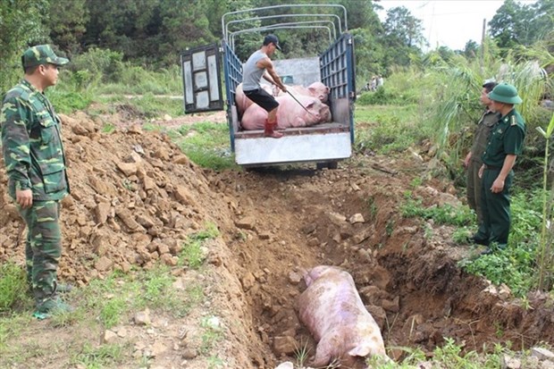 PM requests measures to control African swine fever hinh anh 1