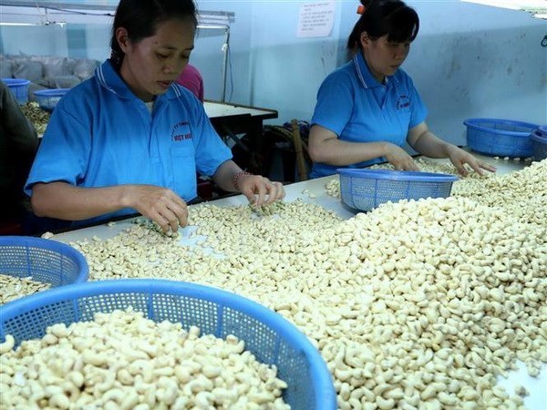 Vietnamese cashew sector seeks to increase export value hinh anh 1