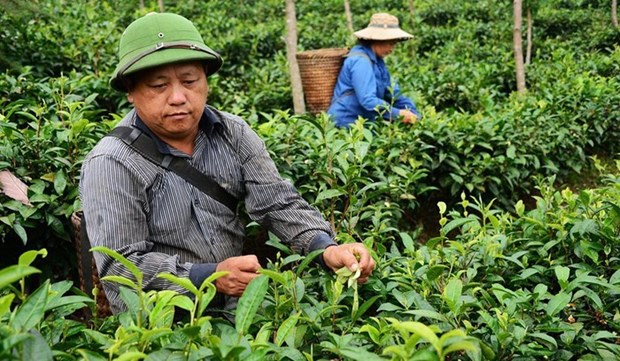 Ethnic farmers grow valuable tea in remote mountains hinh anh 1