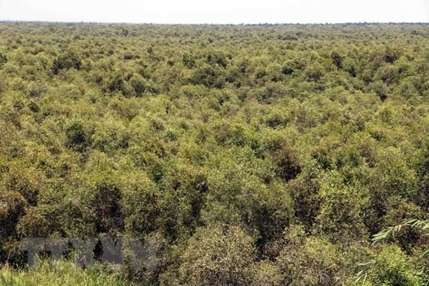 Thua Thien-Hue targets 57 percent in forest coverage in 2020 hinh anh 1